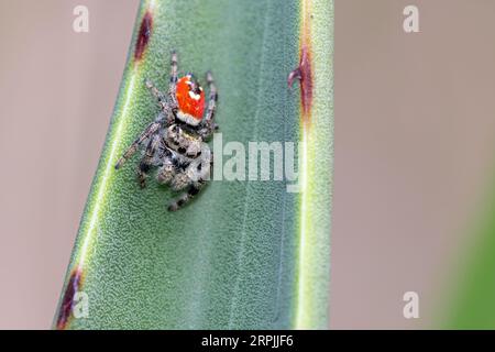 Ragno saltatore di Johnson (Phidippus johnsoni) Foto Stock