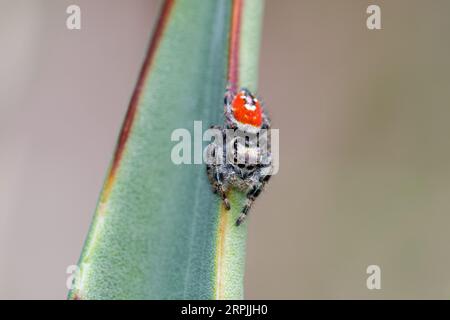 Ragno saltatore di Johnson (Phidippus johnsoni) Foto Stock