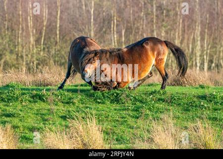 Due pony exmoor bruni combattenti, contro una foresta e lo sfondo di canne. Mordente, aring e colpire. colori autunnali in inverno. Messa a fuoco selettiva Foto Stock