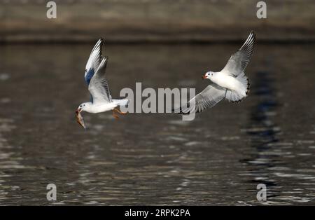 191226 -- TIANJIN, 26 dicembre 2019 -- gabbiani dalla testa nera forgiano al fiume Haihe nel nord della Cina a Tianjin, 26 dicembre 2019. CHINA-TIANJIN-HAIHE RIVER-GULLS CN LIXRAN PUBLICATIONXNOTXINXCHN Foto Stock