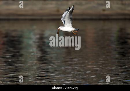 191226 -- TIANJIN, 26 dicembre 2019 -- Un foraggio di gabbiano dalla testa nera al fiume Haihe nel nord della Cina a Tianjin, 26 dicembre 2019. CHINA-TIANJIN-HAIHE RIVER-GULLS CN LIXRAN PUBLICATIONXNOTXINXCHN Foto Stock