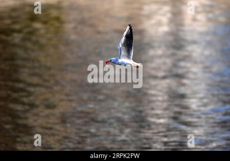 191226 -- TIANJIN, 26 dicembre 2019 -- Un foraggio di gabbiano dalla testa nera al fiume Haihe nel nord della Cina a Tianjin, 26 dicembre 2019. CHINA-TIANJIN-HAIHE RIVER-GULLS CN LIXRAN PUBLICATIONXNOTXINXCHN Foto Stock