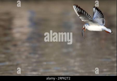 191226 -- TIANJIN, 26 dicembre 2019 -- Un foraggio di gabbiano dalla testa nera al fiume Haihe nel nord della Cina a Tianjin, 26 dicembre 2019. CHINA-TIANJIN-HAIHE RIVER-GULLS CN LIXRAN PUBLICATIONXNOTXINXCHN Foto Stock