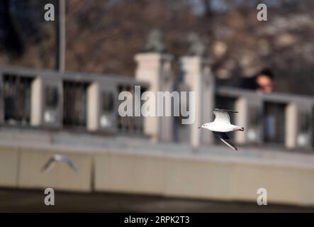 191226 -- TIANJIN, 26 dicembre 2019 -- Un gabbiano dalla testa nera vola sopra il fiume Haihe nel nord della Cina a Tianjin, 26 dicembre 2019. CHINA-TIANJIN-HAIHE RIVER-GULLS CN LIXRAN PUBLICATIONXNOTXINXCHN Foto Stock