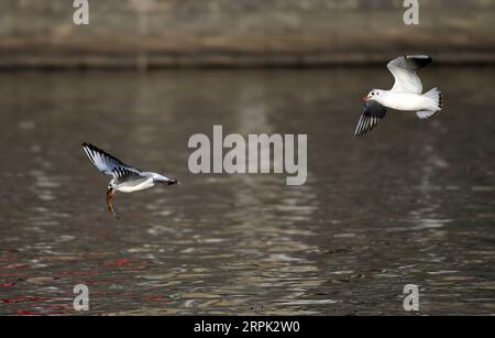 191226 -- TIANJIN, 26 dicembre 2019 -- gabbiani dalla testa nera forgiano al fiume Haihe nel nord della Cina a Tianjin, 26 dicembre 2019. CHINA-TIANJIN-HAIHE RIVER-GULLS CN LIXRAN PUBLICATIONXNOTXINXCHN Foto Stock