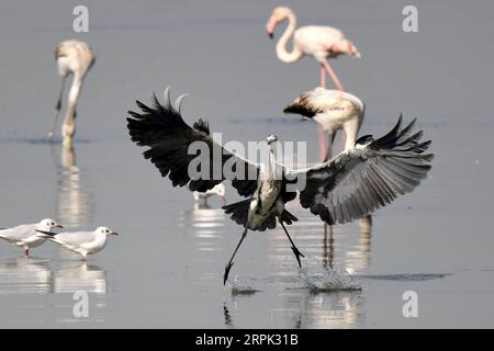 191227 -- PECHINO, 27 dicembre 2019 -- gli uccelli si nutrono sulle acque di Kuwait City, Kuwait, 25 dicembre 2019. Foto di /Xinhua XINHUA FOTO DEL GIORNO GhazyxQaffaf PUBLICATIONxNOTxINxCHN Foto Stock