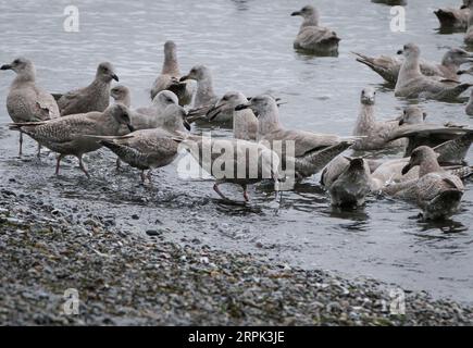 191227 -- WHITE ROCK CANADA, 27 dicembre 2019 Xinhua -- i gabbiani festeggiano con gli innumerevoli pesci morti lungo la riva presso la White Rock Beach a White Rock, a sud di Vancouver, Canada, il 27 dicembre 2019. Centinaia di migliaia di piccoli pesci sono stati lavati fino alla riva a White Rock Beach di recente, attirando folle di uccelli, leoni marini e foche da porto per mangiare, e causando anche un afflusso di turisti. Foto di Liang Sen/Xinhua CANADA-WHITE ROCK-SHORE-FISH PUBLICATIONxNOTxINxCHN Foto Stock