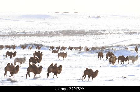 191231 -- PECHINO, 31 dicembre 2019 -- i cammelli si forgiano su una prateria innevata in un parco ecologico a tema cammello nella contea di Jeminay, regione autonoma dello Xinjiang Uygur della Cina nord-occidentale, 30 dicembre 2019. Sadat XINHUA FOTO DEL GIORNO ShaxDati PUBLICATIONxNOTxINxCHN Foto Stock