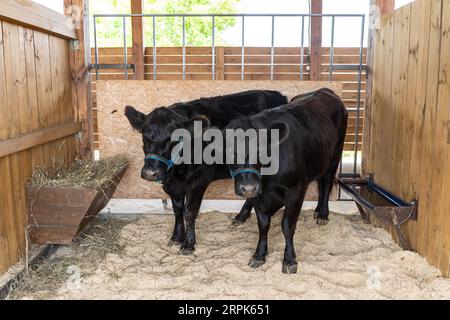 Due tori sono in piedi in una penna di bestiame. Allevamento di animali di carne. Foto Stock