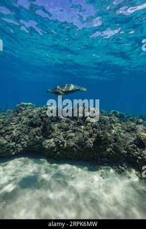 Una tartaruga marina verde scivola sulla barriera corallina con un canale di sabbia in primo piano nelle acque cristalline delle isole Hawaii, Stati Uniti Foto Stock