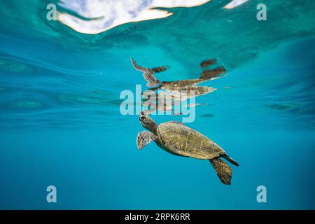 Una tartaruga marina verde e il suo riflesso sugli oceani si aprono per una boccata d'aria nelle acque cristalline delle Hawaii, USA Foto Stock