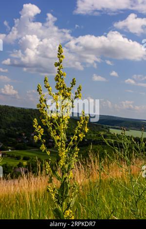 Verbascum densiflorum il noto mullein a fioritura densa. Foto Stock