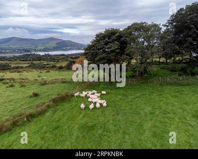 Piccolo gregge di pecore, Castlequin Loop Walk, Cahersiveen, Irlanda, Regno Unito Foto Stock