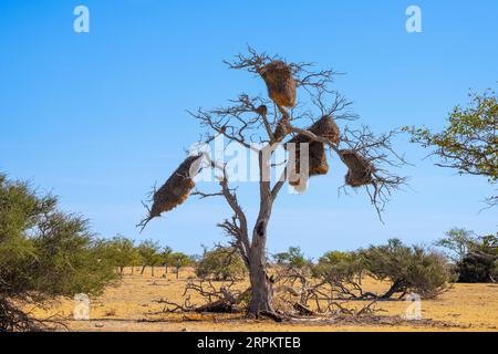 Nido di uccelli della socievole tessitrice Namibia Foto Stock