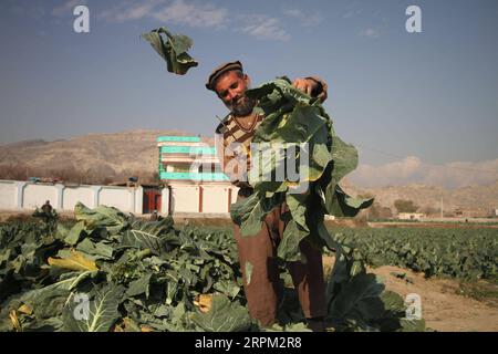 200126 -- JALALABAD, 26 gennaio 2020 Xinhua -- un agricoltore afghano lavora nel campo nel distretto di Behsoud nella provincia di Nangarhar, Afghanistan, il 25 gennaio 2020. L'economia afghana è cresciuta del 2,9% nel 2019 e dovrebbe crescere del 3,3% nel 2020, ha affermato un rapporto della Banca Mondiale. Foto di Saifurahman Safi/Xinhua AFGHANISTAN-ECONOMIA-CRESCITA PUBLICATIONxNOTxINxCHN Foto Stock