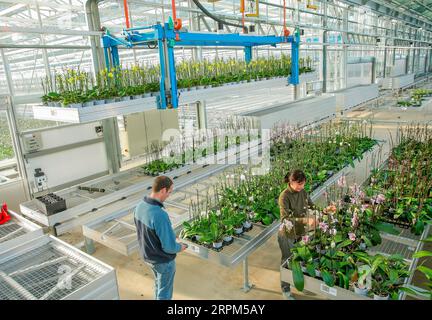 Paesi Bassi, Bergerden serra moderna dove le orchidee vengono coltivate con una linea di trasporto robotizzato. Il datore di lavoro sta scansionando un codice a barre. Foto Stock