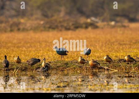 Gregge di anatra fischiante minore o Dendrocygna javanica e gallina paludosa occidentale o Viola Moorhen nella zona umida del parco nazionale di keoladeo o degli uccelli di bharatpur Foto Stock