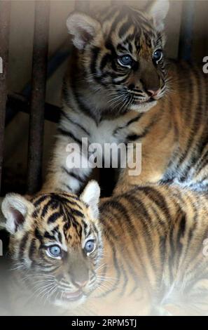 200130 -- SUMATRA OCCIDENTALE, 30 gennaio 2020 -- due cuccioli di tigre di Sumatra, nati il 12 dicembre 2019, sono visti nella gabbia del Kinantan Wildlife Cultural Park nel distretto di Bukittinggi, West Sumatra, Indonesia, 30 gennaio 2020. Foto di /Xinhua INDONESIA-SUMATRA OCCIDENTALE-SUMATRA-TIGRE-CUBS AndrixMardiansyah PUBLICATIONxNOTxINxCHN Foto Stock