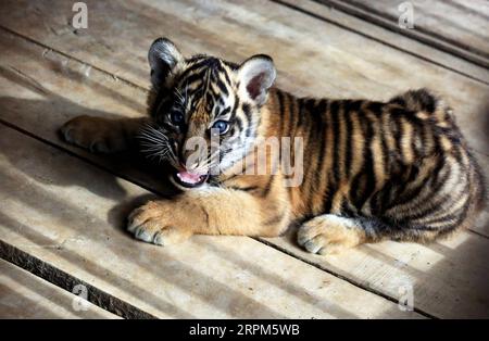 Entertainment Bilder des Tages 200130 -- WEST SUMATRA, 30 gennaio 2020 -- Un cucciolo di tigre di Sumatra nato il 12 dicembre 2019 è visto nella gabbia del Kinantan Wildlife Cultural Park nel distretto di Bukittinggi, West Sumatra, Indonesia, 30 gennaio 2020. Foto di /Xinhua INDONESIA-SUMATRA OCCIDENTALE-SUMATRA-TIGRE-CUBS AndrixMardiansyah PUBLICATIONxNOTxINxCHN Foto Stock