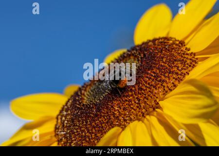 bumblebee dalla coda rossa su girasole Foto Stock