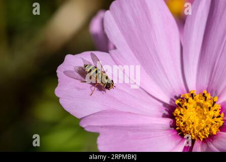 Syrphus ribesii vola su Cosmos flower Foto Stock