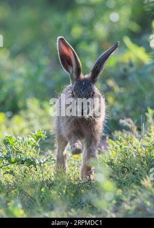 Un giovane Brown Hare leveret con il sole che splende attraverso le sue enormi orecchie. Correndo verso la macchina fotografica sul bordo del bosco . Suffolk UK Foto Stock