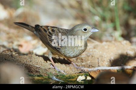 Cuccioli cinerei (Emberiza cineracea), appollaiati sul lungomare, vista laterale, Kuwait Foto Stock