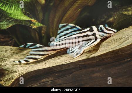 zebra peckoltia, zebra-pleco (Hypancistrus zebra), su legno morto, vista laterale Foto Stock