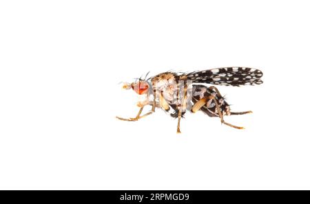 Horn Fly (Trypetoptera punctulata), vista laterale, ritaglio, Paesi Bassi Foto Stock