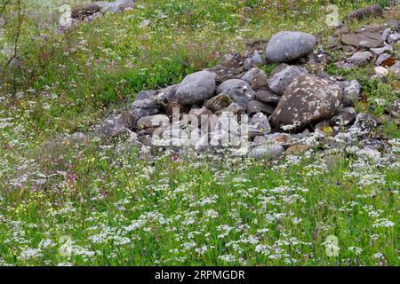 Mucchio di pietre in un prato fiorito, Croazia Foto Stock