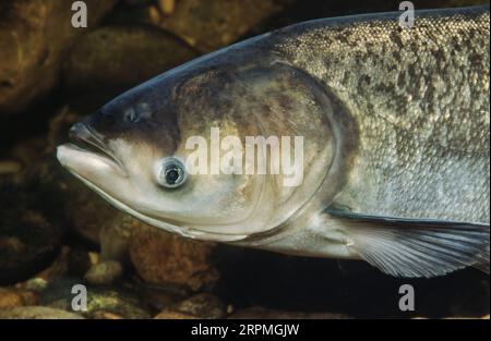 Carpa bighead (Aristichthys nobilis, Hypophthalmichthys nobilis), ritratto Foto Stock