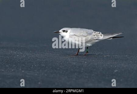 Terna a becco di gabbiano (Gelochelidon nilotica, Sterna nilotica), giovane in piedi su asfalto, visto di lato. , Paesi Bassi Foto Stock