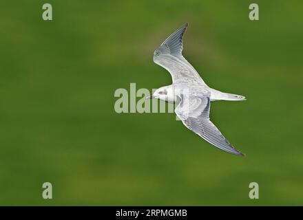 Terna a becco di gabbiano (Gelochelidon nilotica, Sterna nilotica), giovanile in volo, visto da un lato, che mostra l'alto, Paesi Bassi Foto Stock