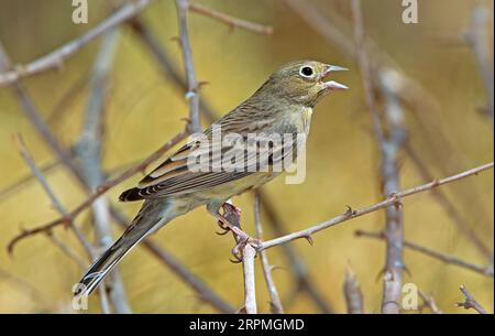 Cinerea (Emberiza cineracea), posatoi femminili che cantano su un ramoscello, vista laterale, Kuwait Foto Stock