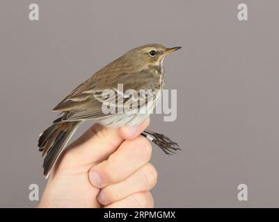 Pipetta d'acqua (Anthus spinoletta), primo inverno in mano per squillare, Svezia, Oeland, Ottenby Bird Observatory, Ottenby Foto Stock