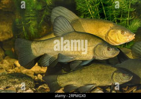 Tench (Tinca tinca), due mungitori con rogner sullo sfondo Foto Stock