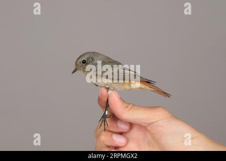 Red Start comune x Black redstart (Sylvia nisoria x Phoenicurus ochruros), primo ibrido invernale in mano, Svezia, Oeland, Ottenby Bird Observatory, Foto Stock