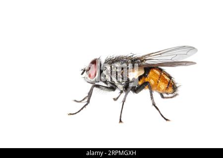 Face Fly, Autumn House-fly (Musca autumnalis), vista laterale, ritaglio, Paesi Bassi Foto Stock