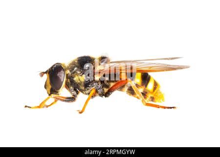 Torba Hoverfly (Sericomyia silentis), vista laterale, ritaglio, Paesi Bassi Foto Stock