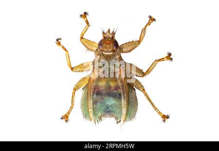 Deglutire mosca parassita (Stenepteryx hirundinis, Crataerina hirundinis), vista dall'alto, ritaglio, Paesi Bassi Foto Stock