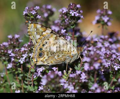 Donna dipinta (Cynthia cardui, Vanessa cardui, Pyrameis cardui), seduta su fiori di timo, Francia, Provenza Foto Stock