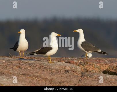 Siberian Gull, Kola Lesser Black-backed Gull, Heuglin's Gull (Larus fuscus heuglini, Larus heuglini), in piedi su una roccia con due lati neri minori Foto Stock