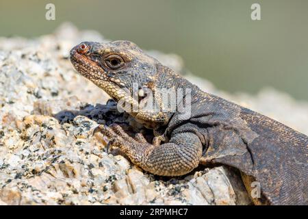 chuckwalla comune (Sauromalus ater), female o a rock, portrait, USA, Arizona, Pinnacle Peak, Scottsdale Foto Stock