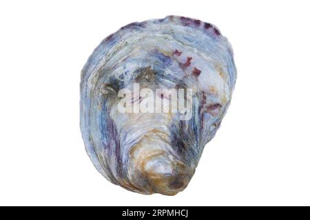 Ostrica comune, ostrica piatta, ostrica piatta europea (Ostrea edulis), guscio, ritaglio, Paesi Bassi, Frisia Foto Stock