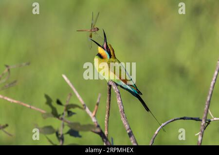 Un magnifico Rainbow Bee-Eater sta per chiudere il becco su una libellula. Foto Stock