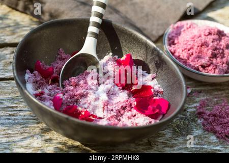 Rosa rugosa, rosa giapponese (Rosa rugosa), sale di fiori di rosa autoctoni Foto Stock