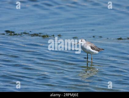 marsh sandpiper (Tringa stagnatilis), in piedi in acque poco profonde, Israele Foto Stock