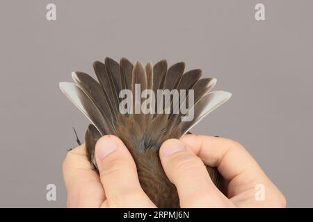 Pipetta d'acqua (Anthus spinoletta), uccello catturato nelle mani, piume di coda, primo inverno, Svezia, Oeland, Osservatorio degli uccelli di Ottenby, Ottenby Foto Stock