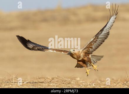 Buzzarda a zampe lunghe (Buteo rufinus), giovanile decollato da terra in Israele., Israele Foto Stock