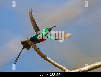 Bellissimo sunbird (Cinnyris pulchellus, Cinnyris pulchella), maschio che decolla da un ramo, Gambia Foto Stock